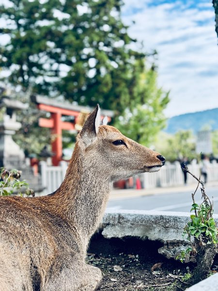 奈良公園 | 去趣 chicTrip