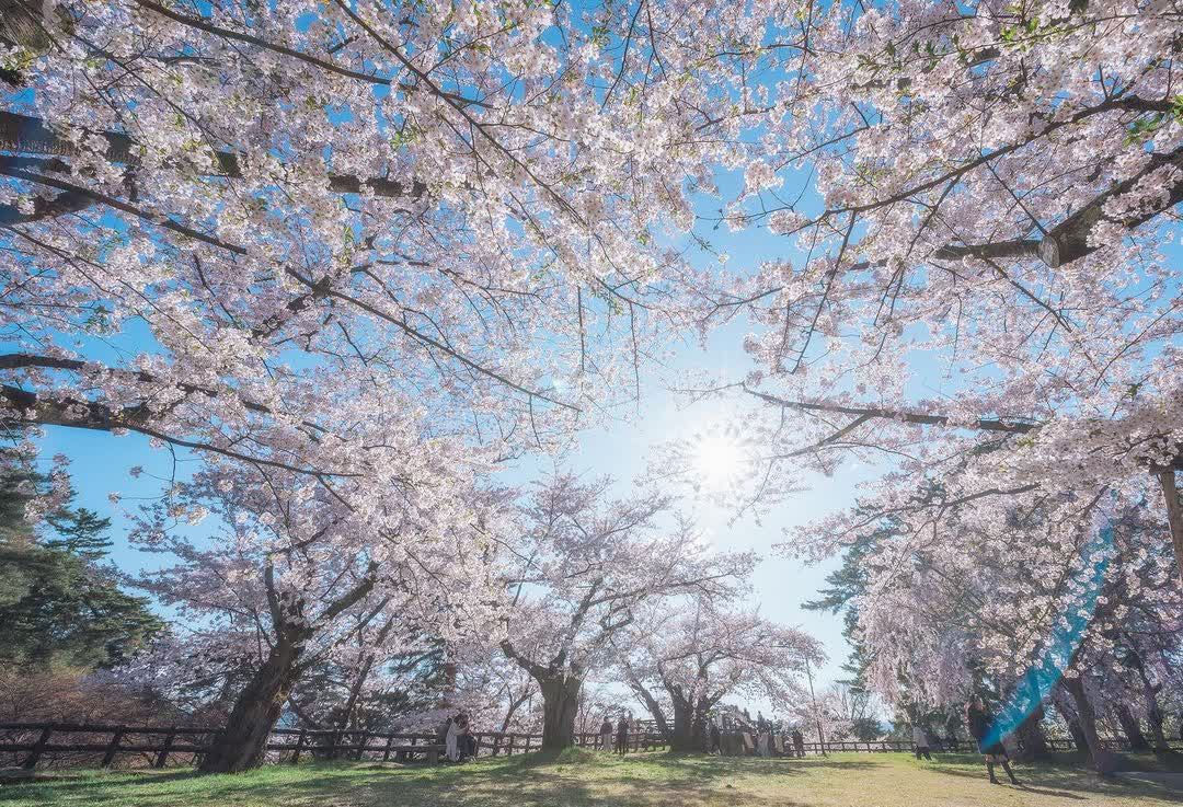 弘前公園 | 去趣 chicTrip