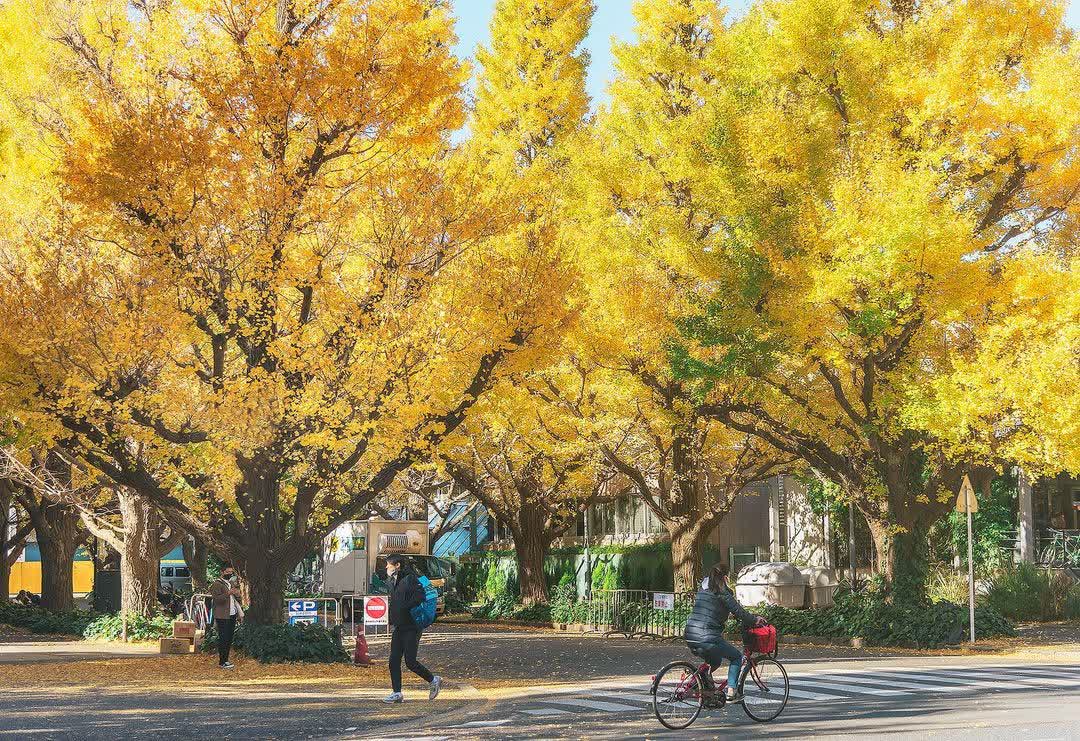 明治神宮外苑銀杏林 | 去趣 chicTrip