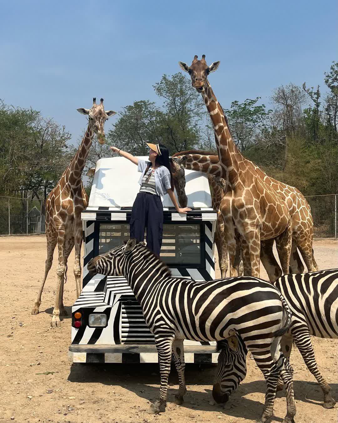 Safari Park Kanchanaburi | 去趣 chicTrip