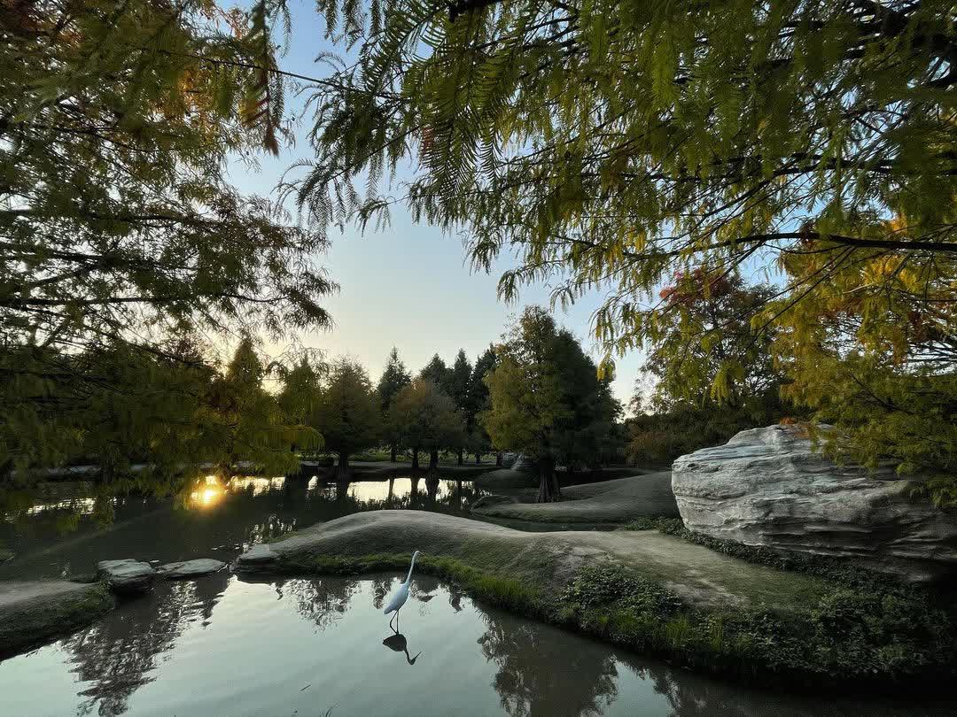 青埔落羽松秘境 | 去趣 chicTrip