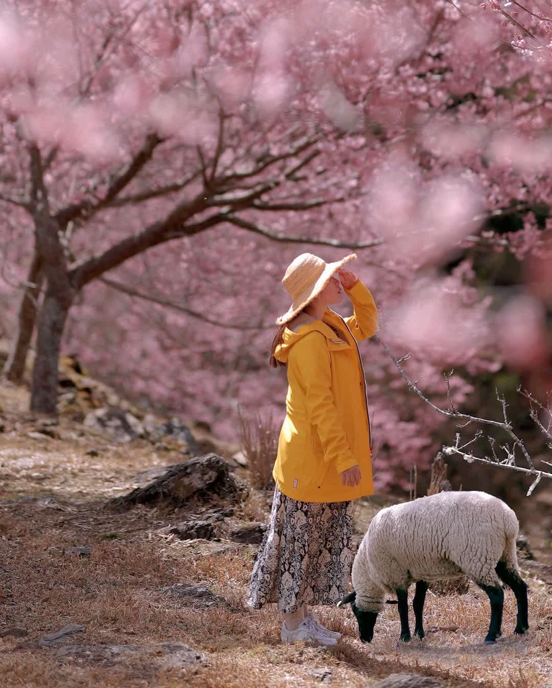 清境農場綿羊秀 | 去趣 chicTrip