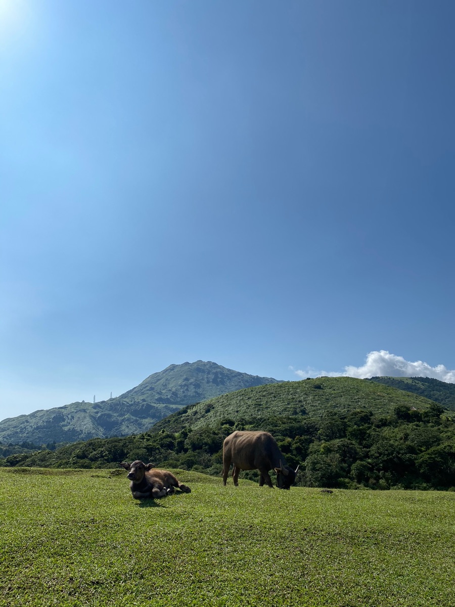 擎天崗 | 去趣 chicTrip