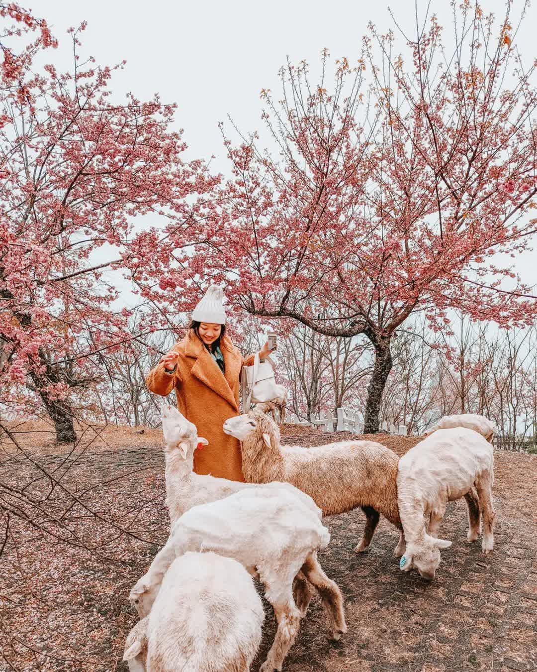 清境農場青青草原 | 去趣 chicTrip