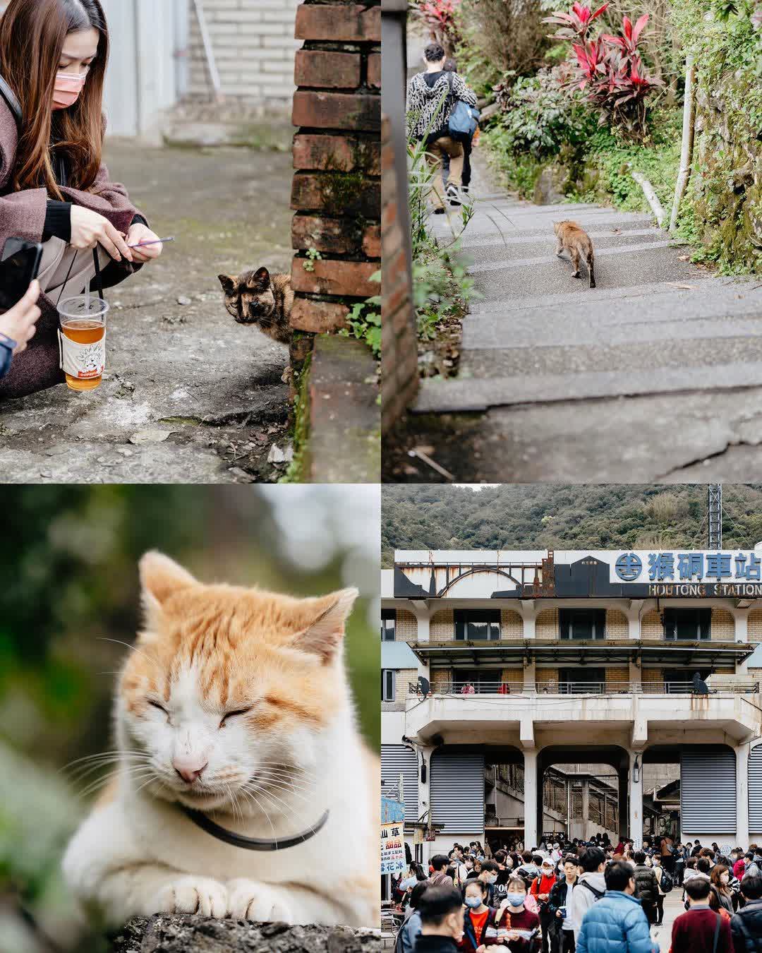 猴硐貓村 | 去趣 chicTrip