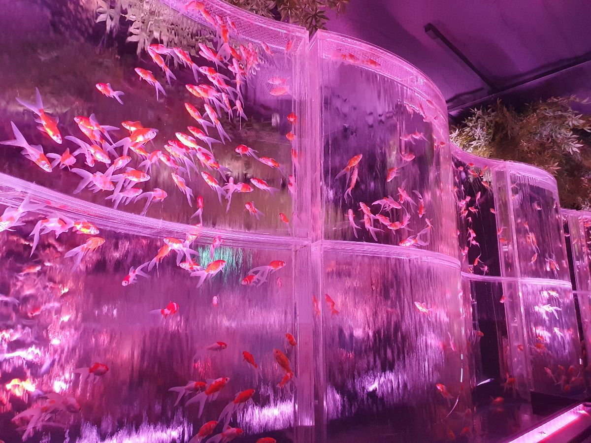 ART AQUARIUM MUSEUM 銀座金魚美術館 | 去趣 chicTrip