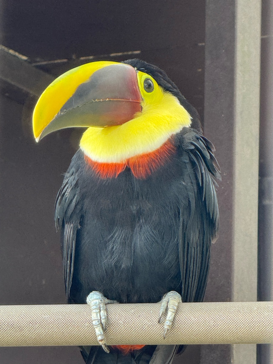 九九峰動物樂園 | 去趣 chicTrip