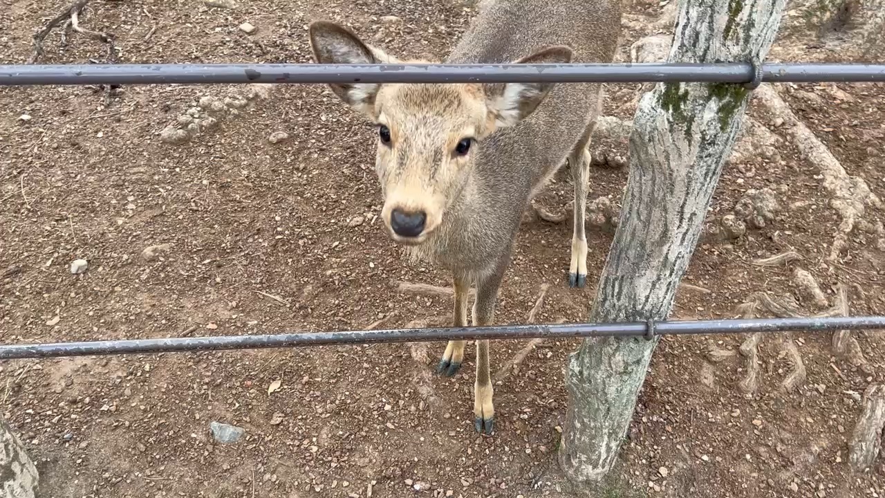 Tōdai-ji 東大寺 | 去趣 chicTrip