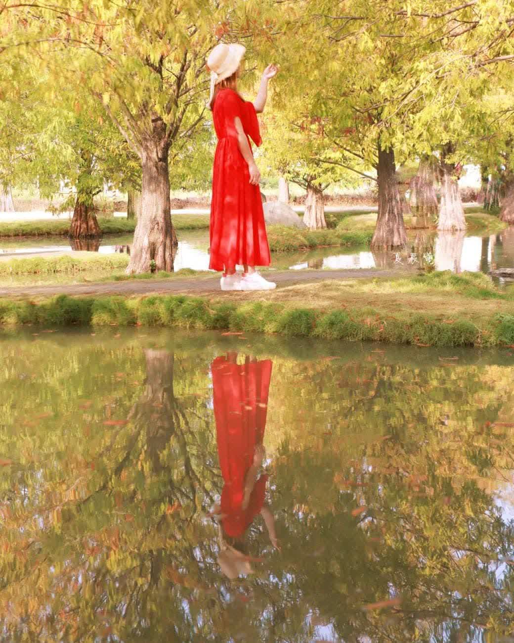 青埔落羽松秘境 | 去趣 chicTrip