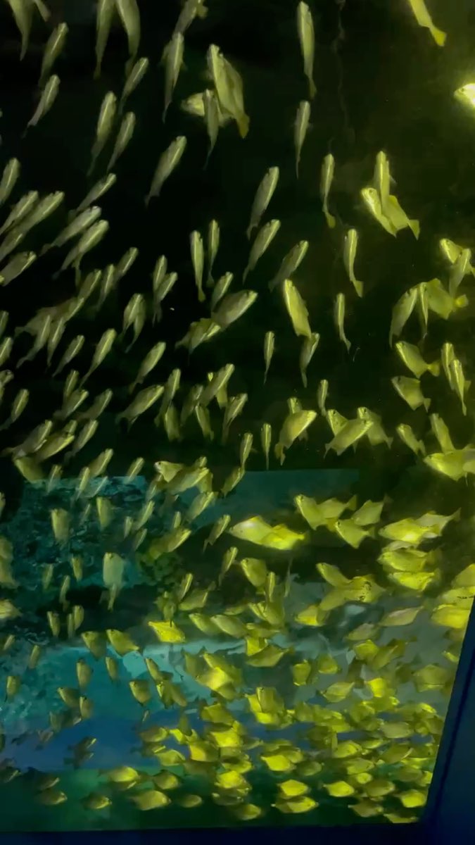 Xpark 水族館 | 去趣 chicTrip