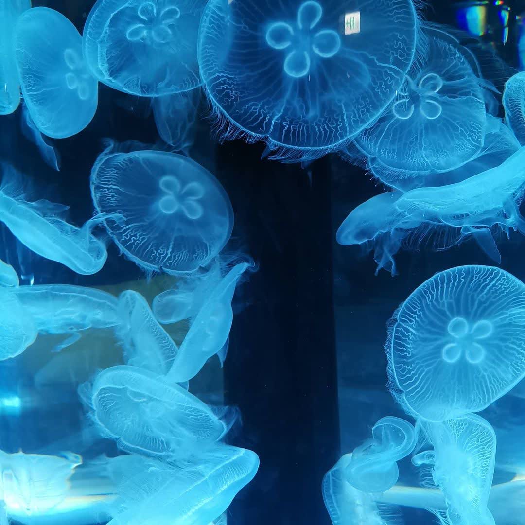 Xpark 水族館 | 去趣 chicTrip