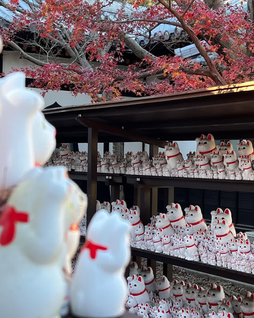 世田谷 豪德寺 | 去趣 chicTrip