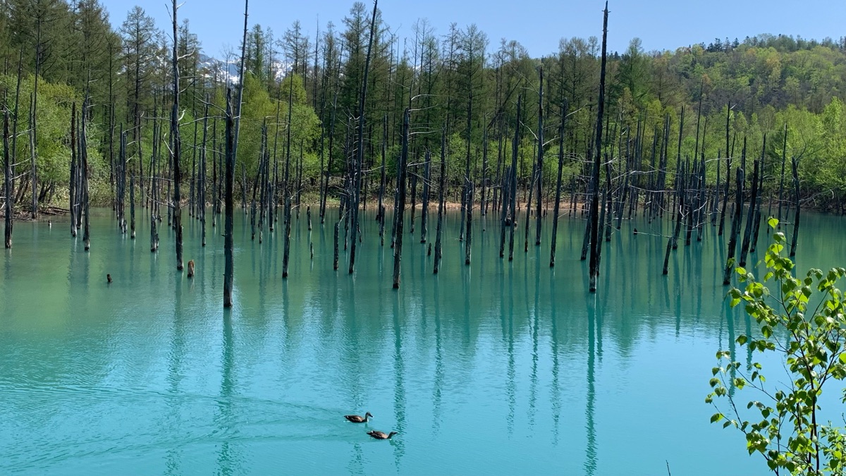 白金青池 | 去趣 chicTrip