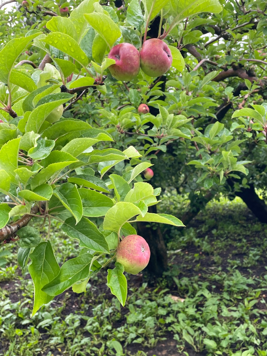 福壽山農場鴛鴦湖 | 去趣 chicTrip