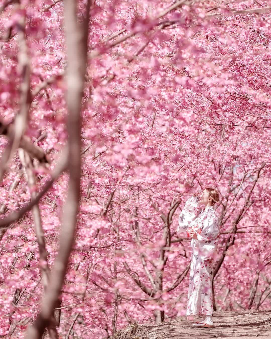 司馬庫斯 | 去趣 chicTrip