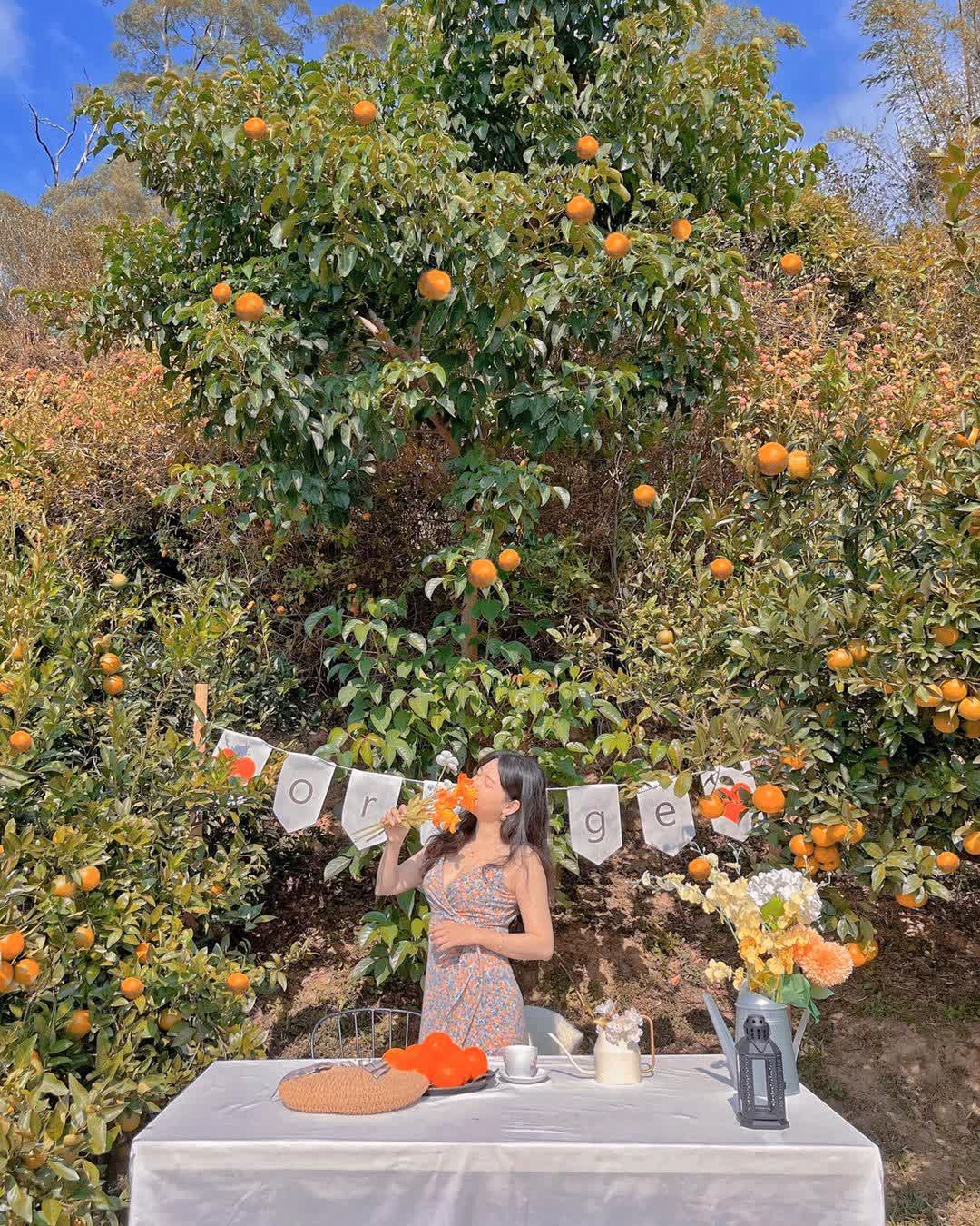 橙香森林 | 去趣 chicTrip