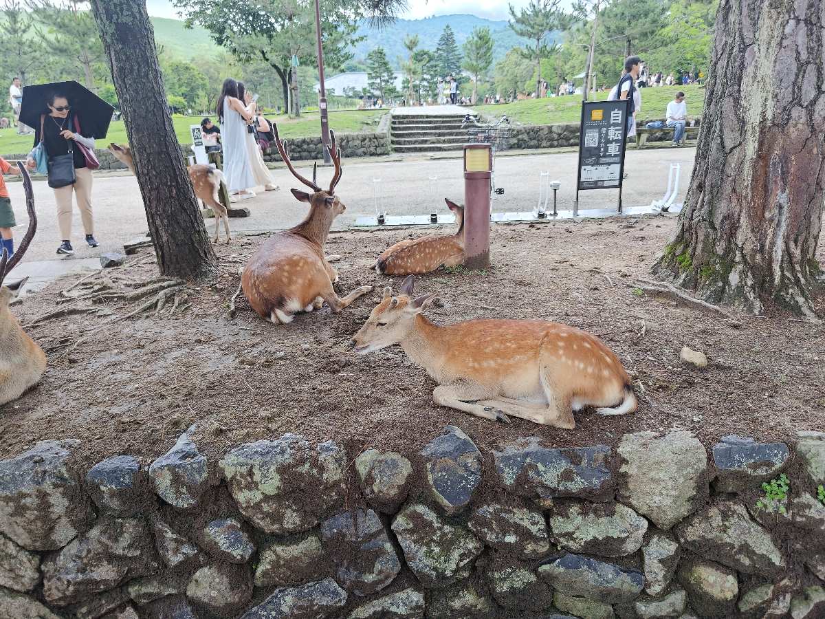 奈良公園 | 去趣 chicTrip