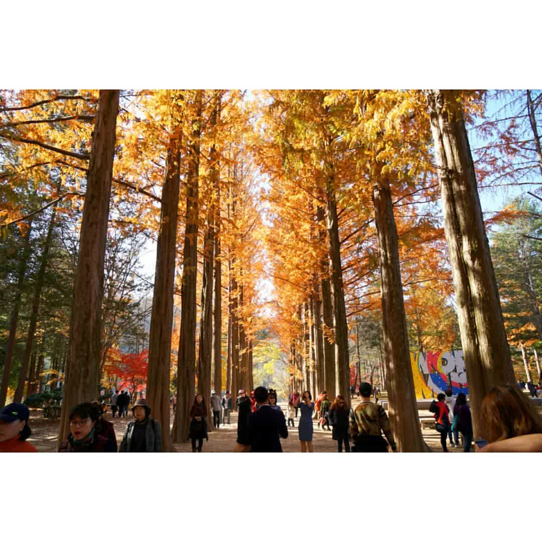 南怡島남이섬 | 去趣 chicTrip