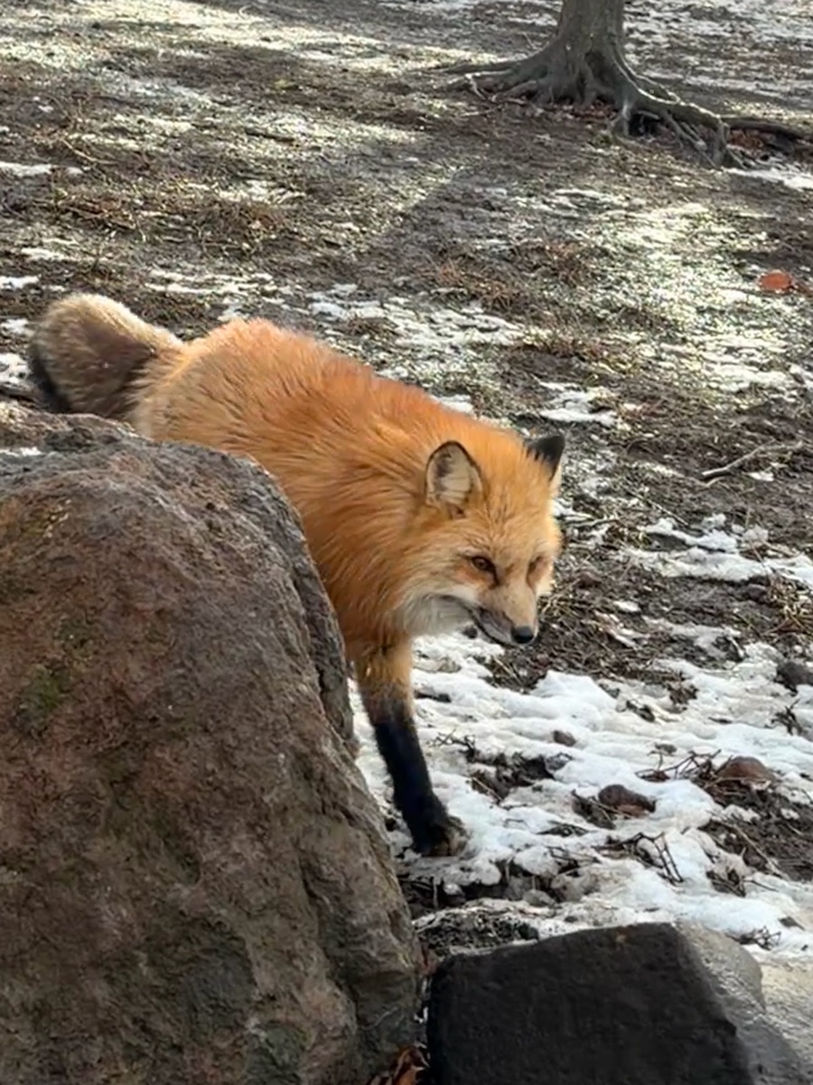 宮城藏王狐狸村 | 去趣 chicTrip