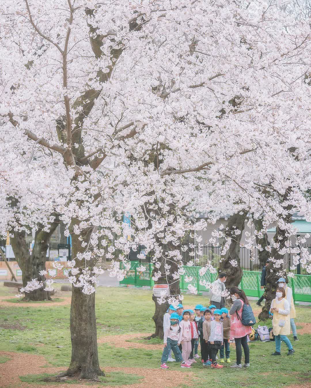 飛鳥山公園 | 去趣 chicTrip