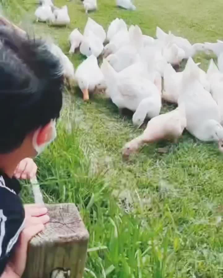 飛牛牧場 | 去趣 chicTrip