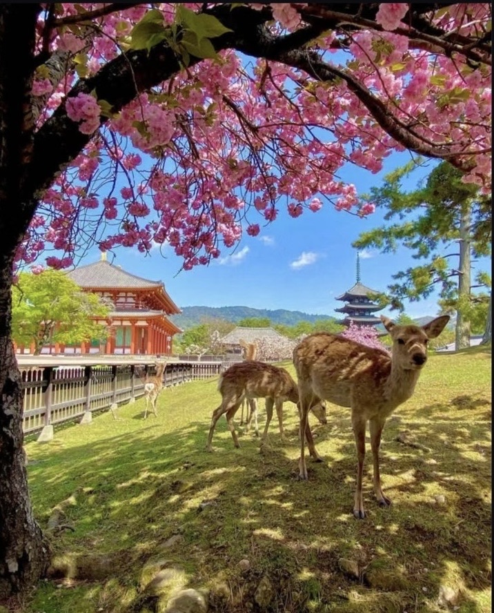 奈良公園 | 去趣 chicTrip