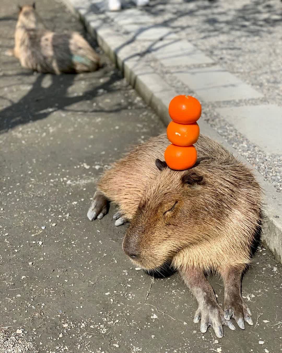 張美阿嬤農場（月森甯手作工坊） | 去趣 chicTrip