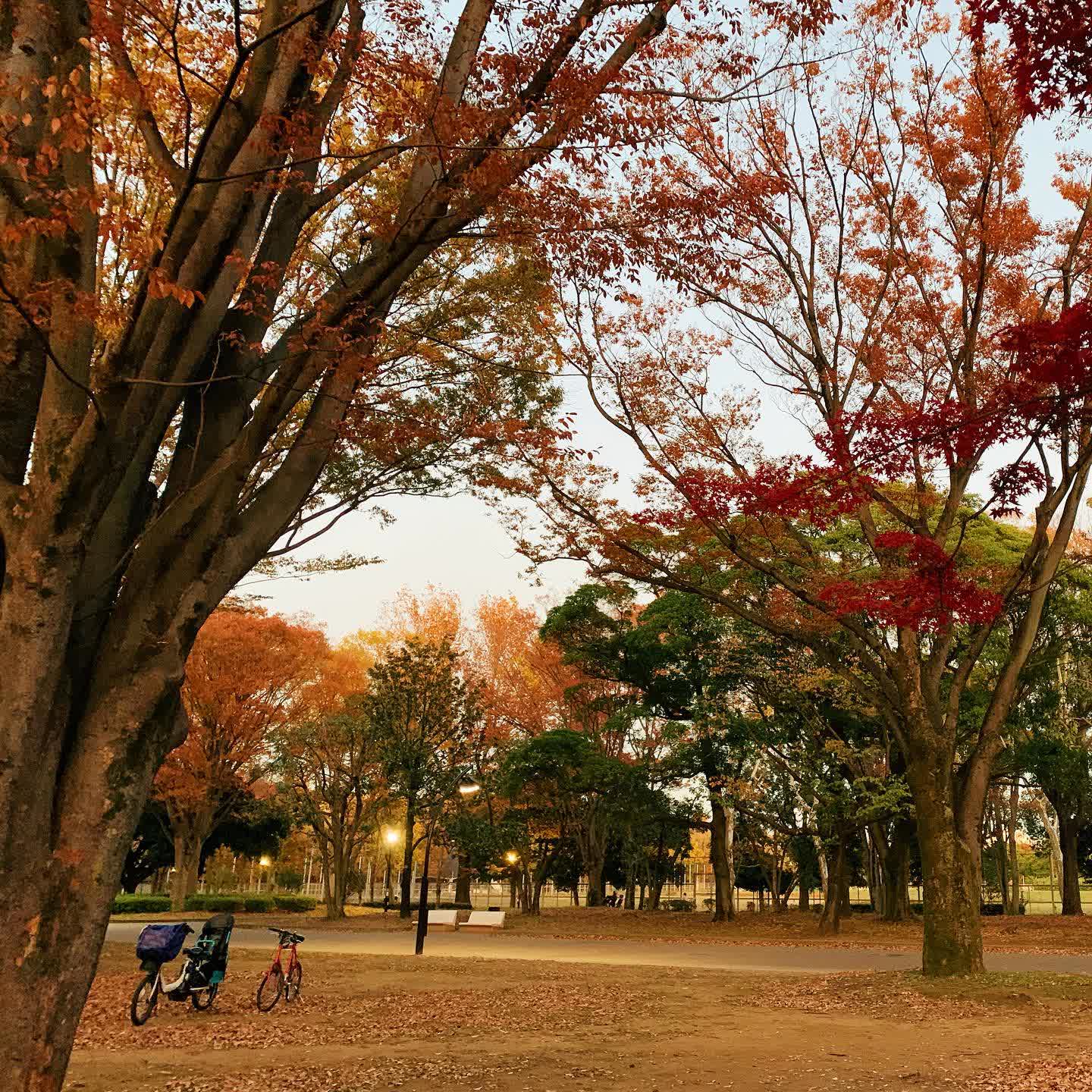 東京都立光丘公園 | 去趣 chicTrip
