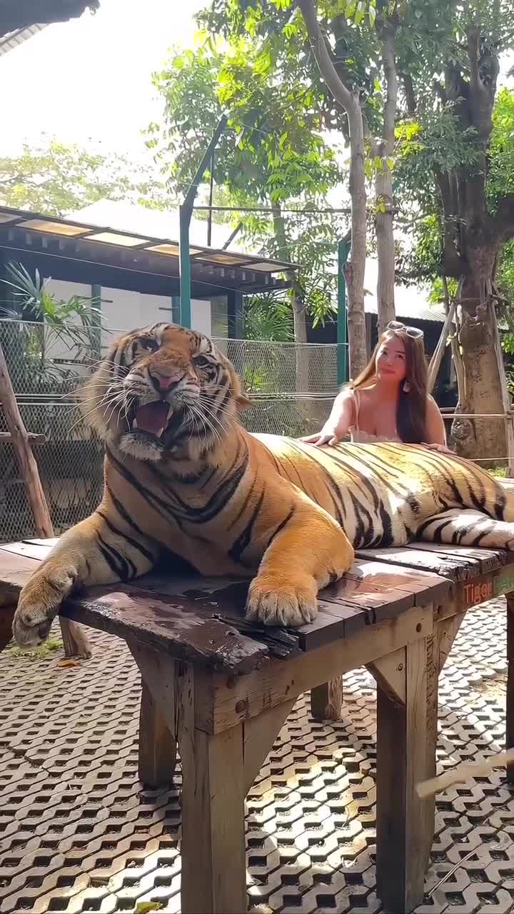 老虎園 | 去趣 chicTrip