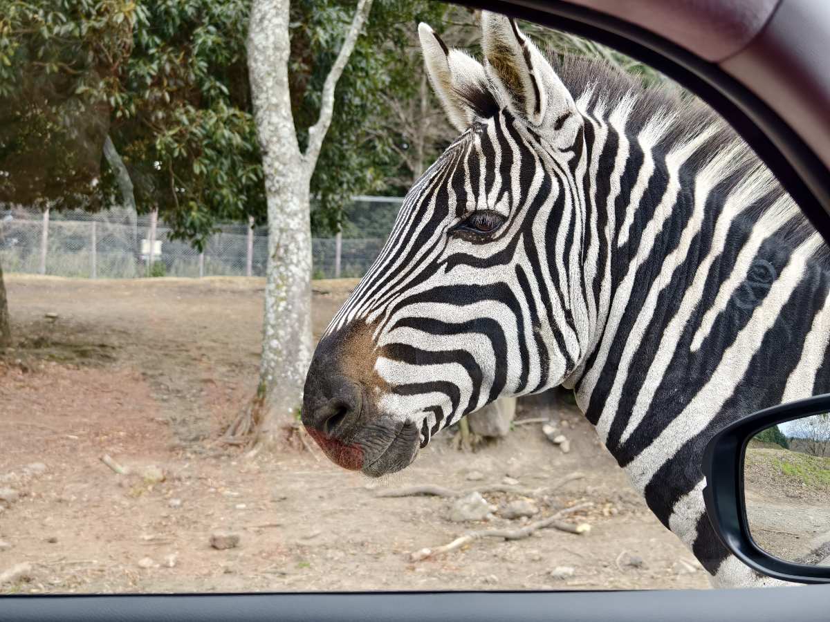 九州自然動物園 | 去趣 chicTrip