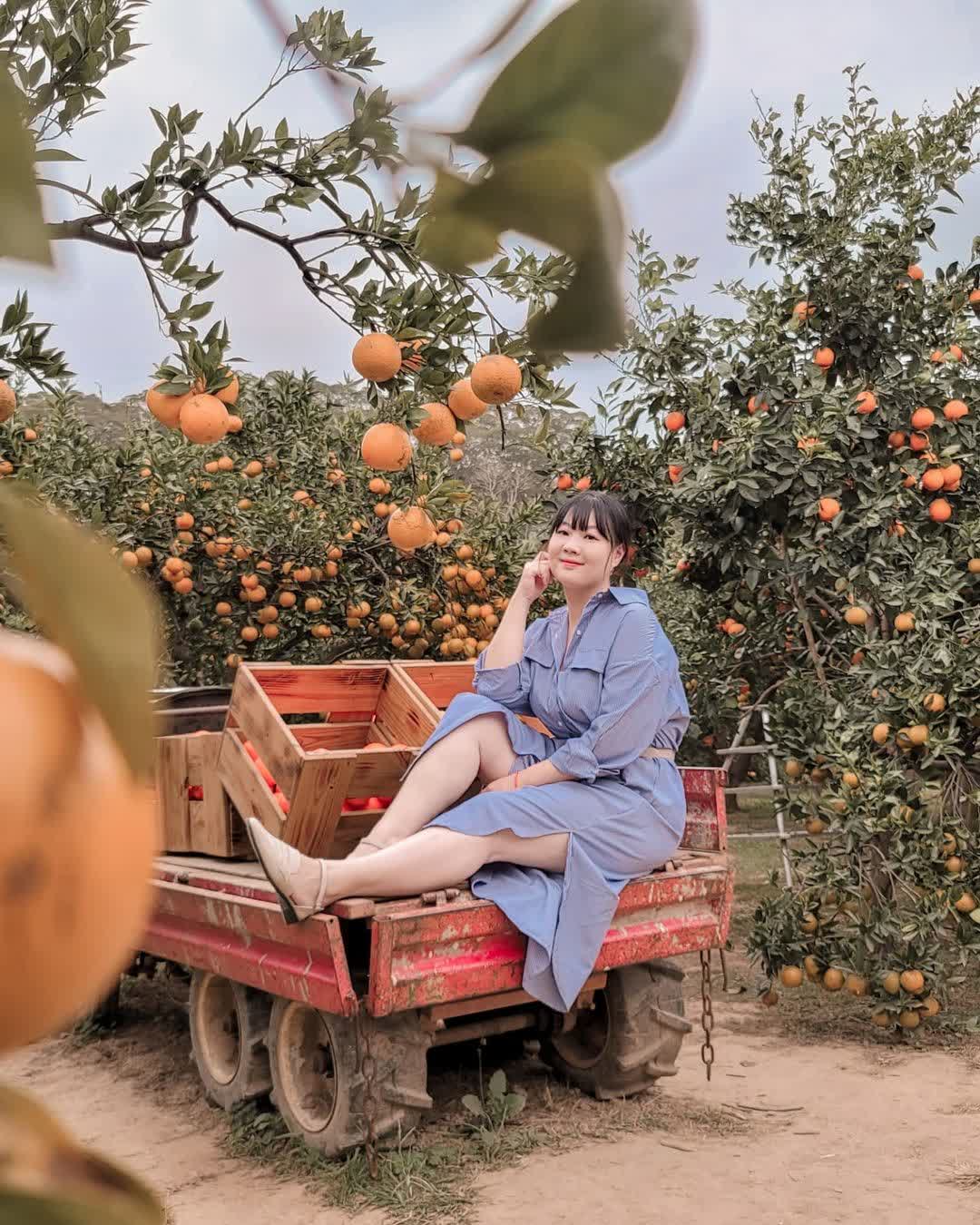 雅聞七里香玫瑰森林 | 去趣 chicTrip