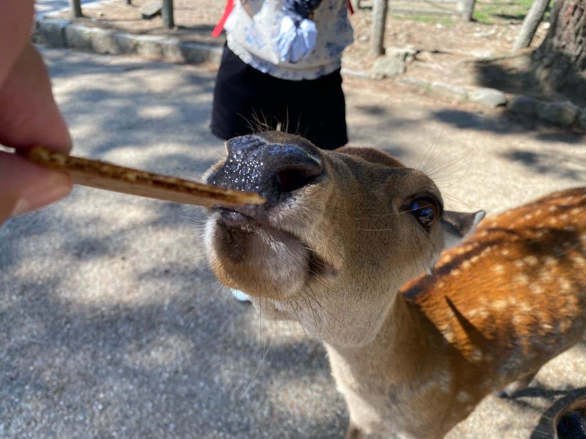 名勝奈良公園 石碑 | 去趣 chicTrip