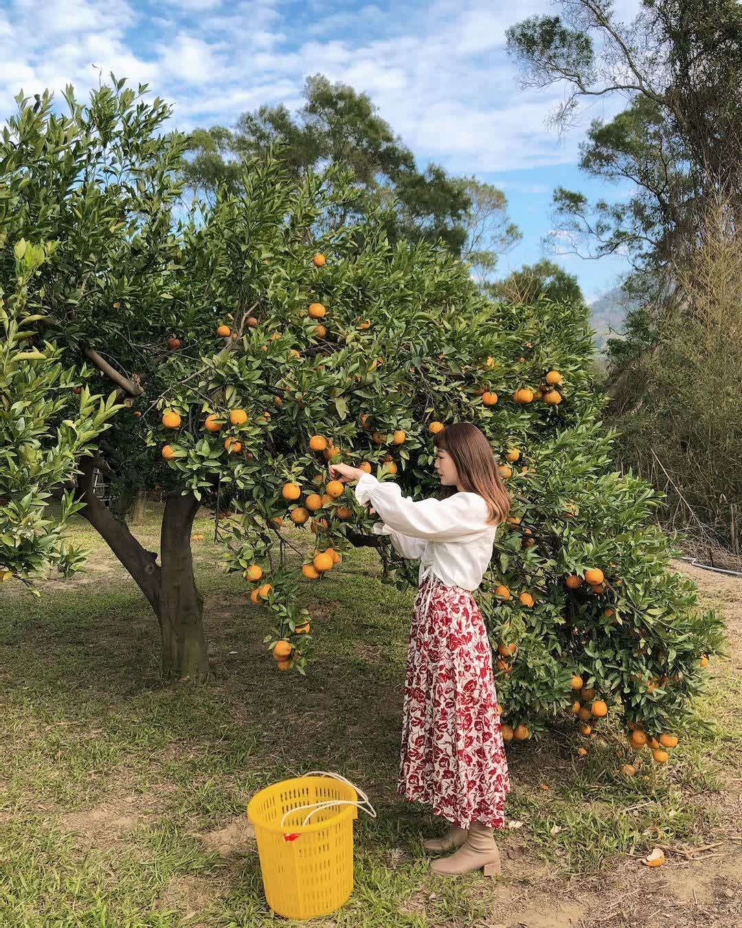 橙香森林 | 去趣 chicTrip