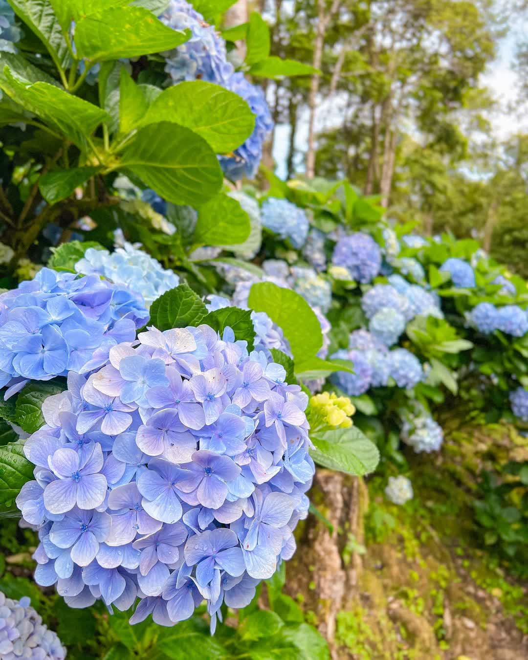 青山農場 | 去趣 chicTrip