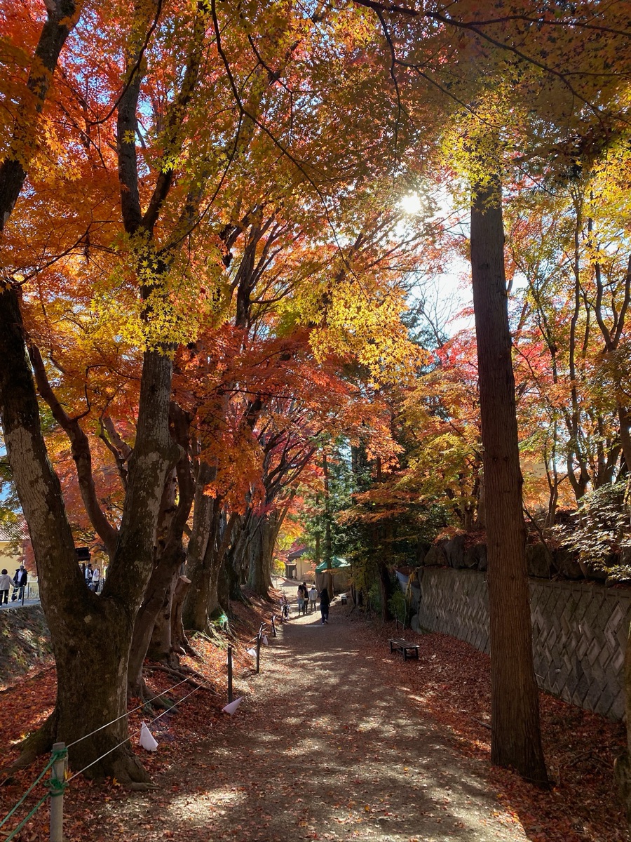 河口湖楓葉迴廊 | 去趣 chicTrip