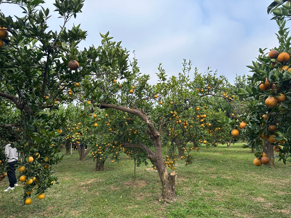 橙香森林 | 去趣 chicTrip