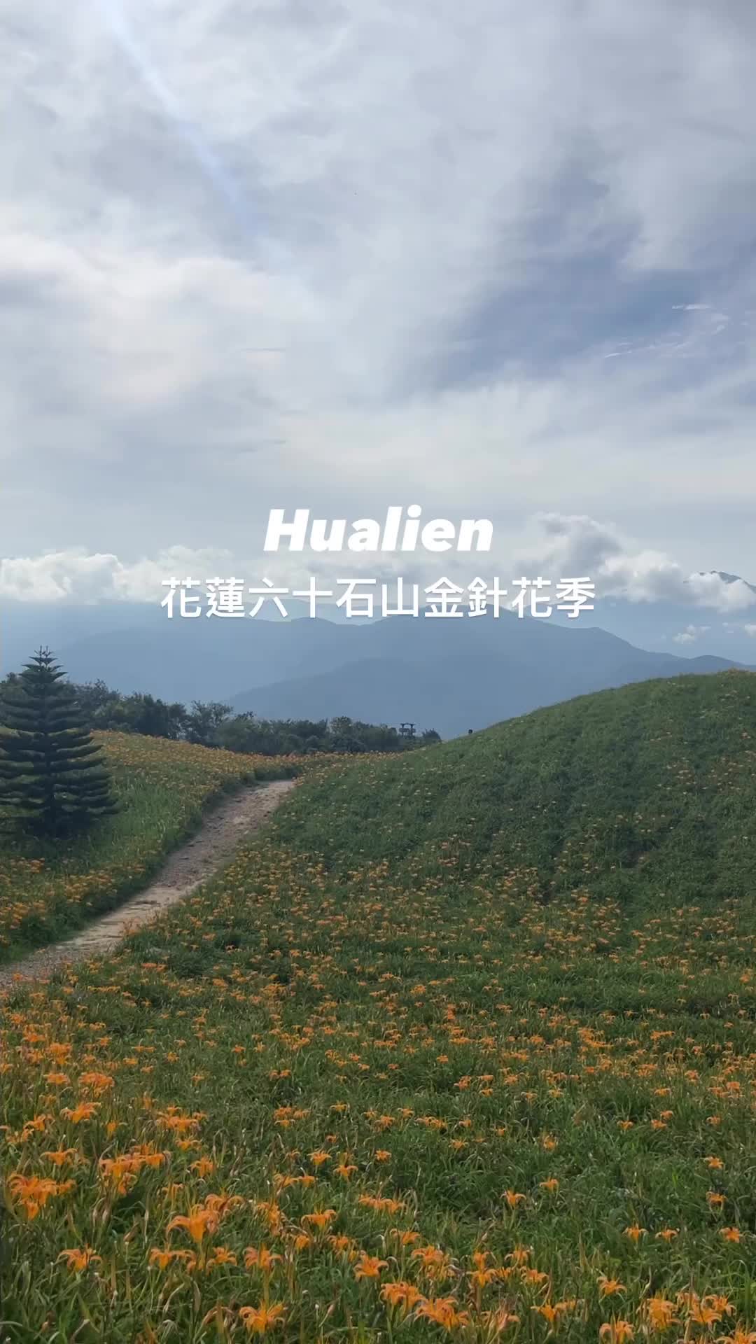 六十石山金針花海