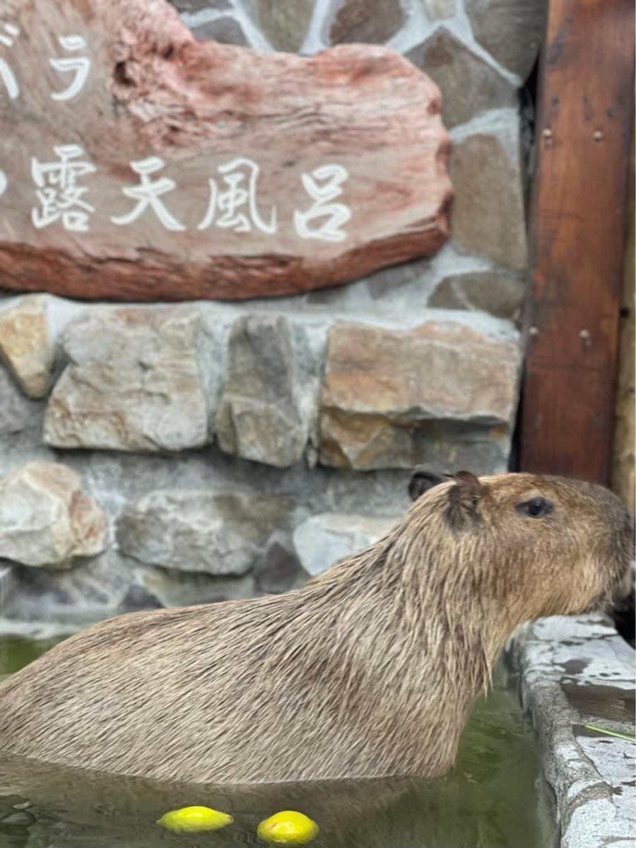 張美阿嬤農場（月森甯手作工坊） | 去趣 chicTrip