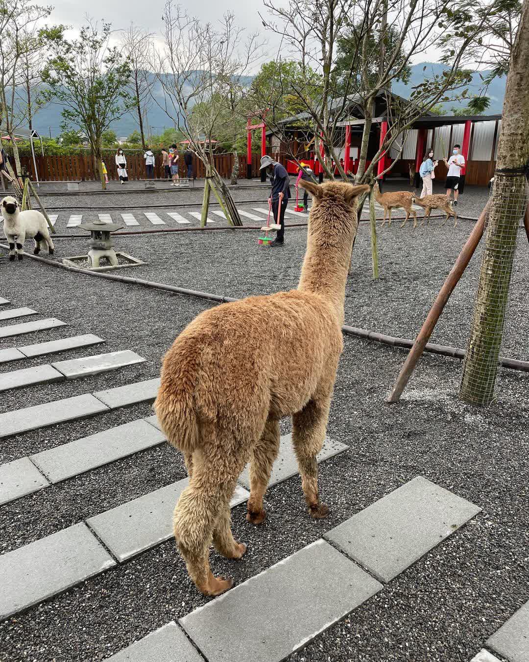 張美阿嬤農場（月森甯手作工坊） | 去趣 chicTrip