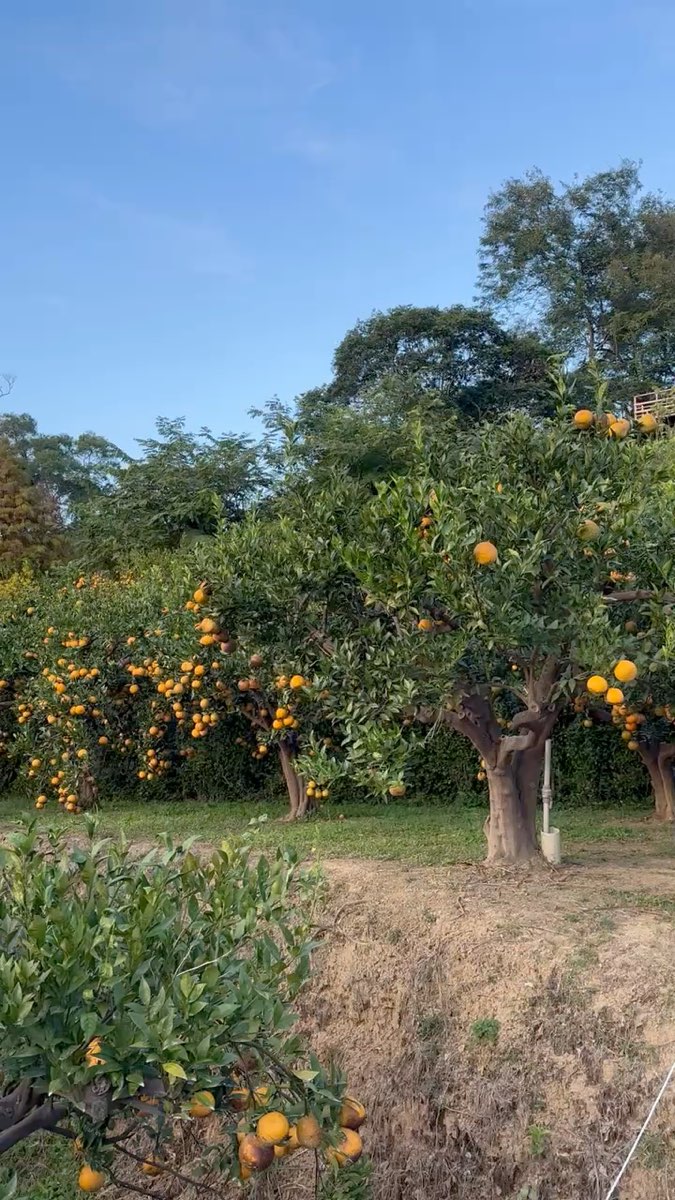 橙香森林 | 去趣 chicTrip