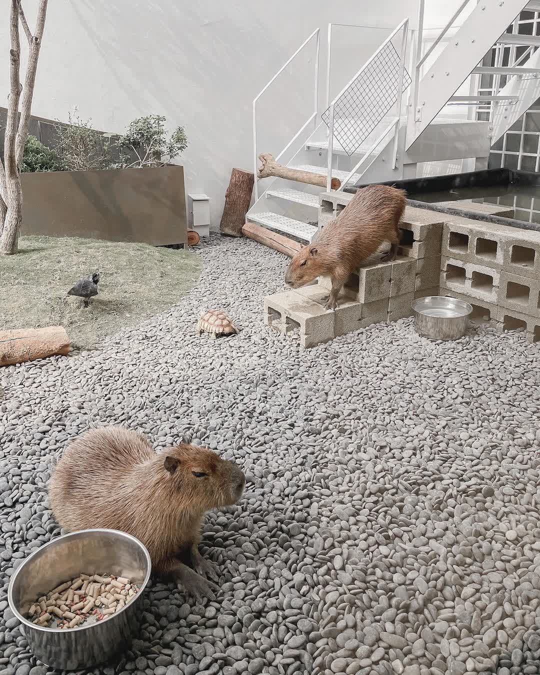 MOGU KABI 夏威夷豆塔專賣店