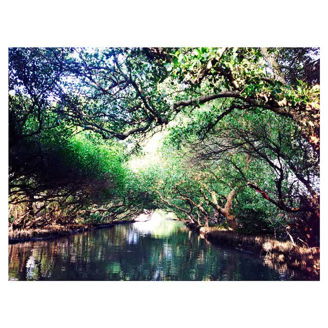 四草綠色隧道 | 去趣 chicTrip