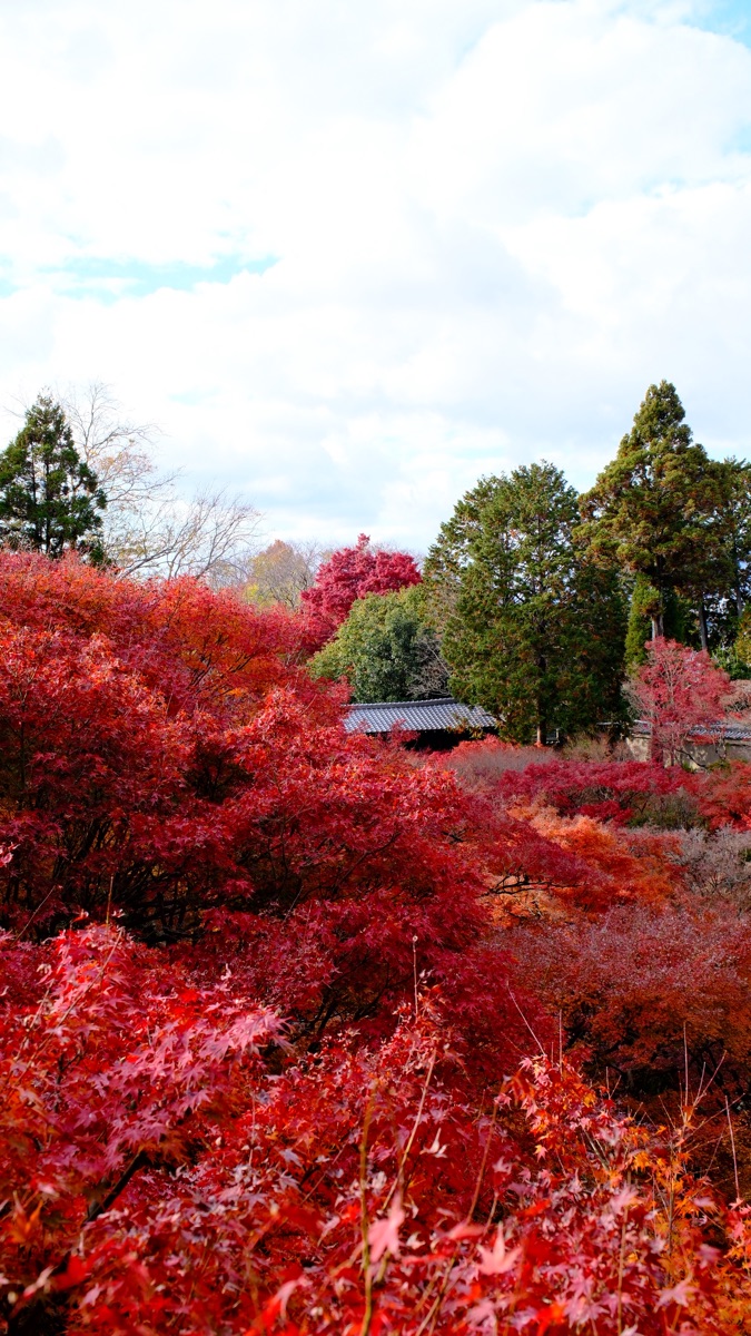 東福寺 | 去趣 chicTrip