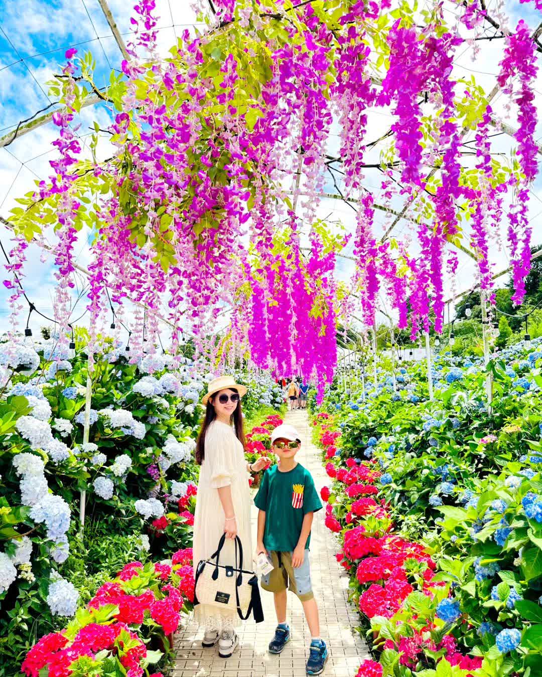 高家繡球花田-萬里第三園區2025年預計4月底開始至7月底 | 去趣 chicTrip