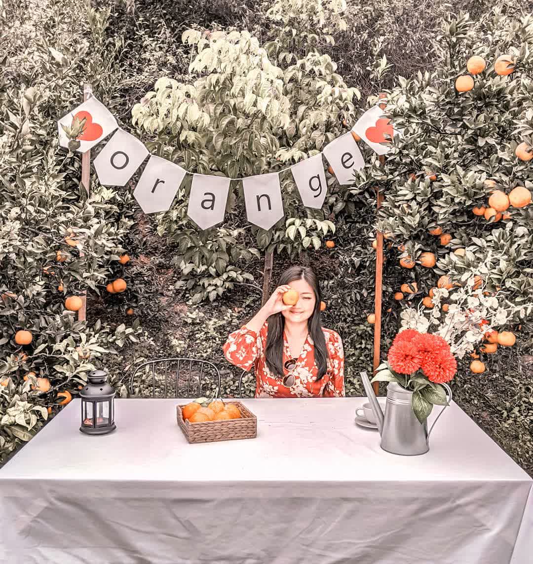 橙香森林 | 去趣 chicTrip