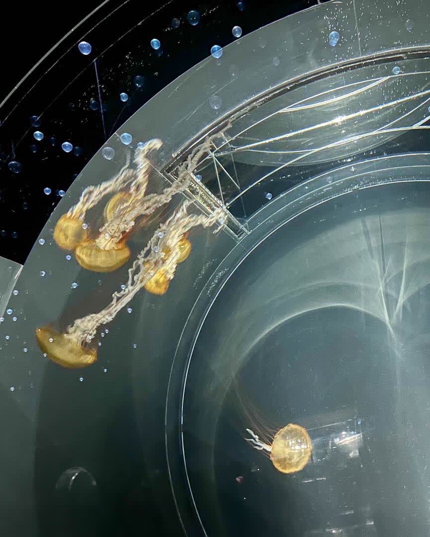 海遊館 | 去趣 chicTrip