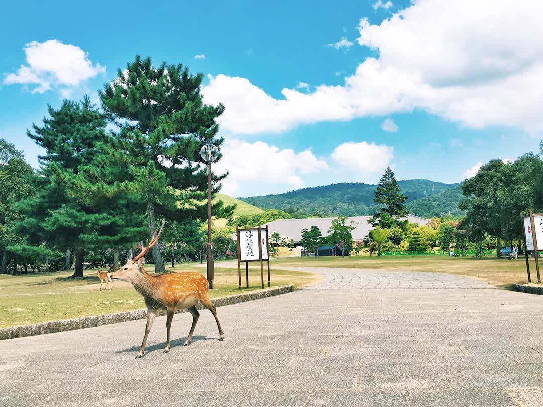 Tōdai-ji 東大寺 | 去趣 chicTrip