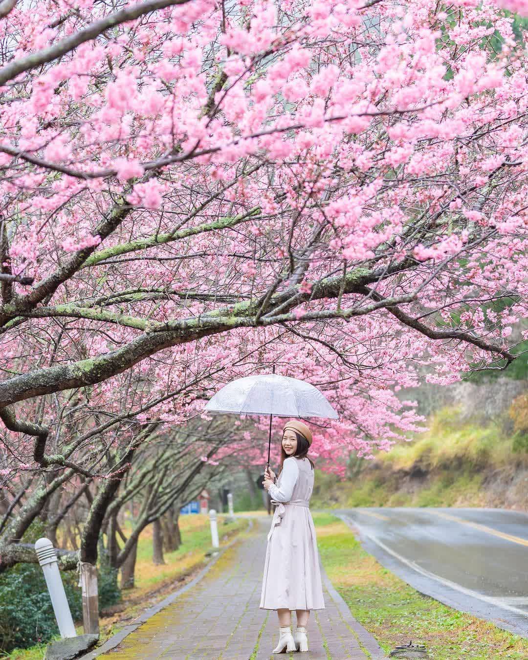 武陵農場 | 去趣 chicTrip