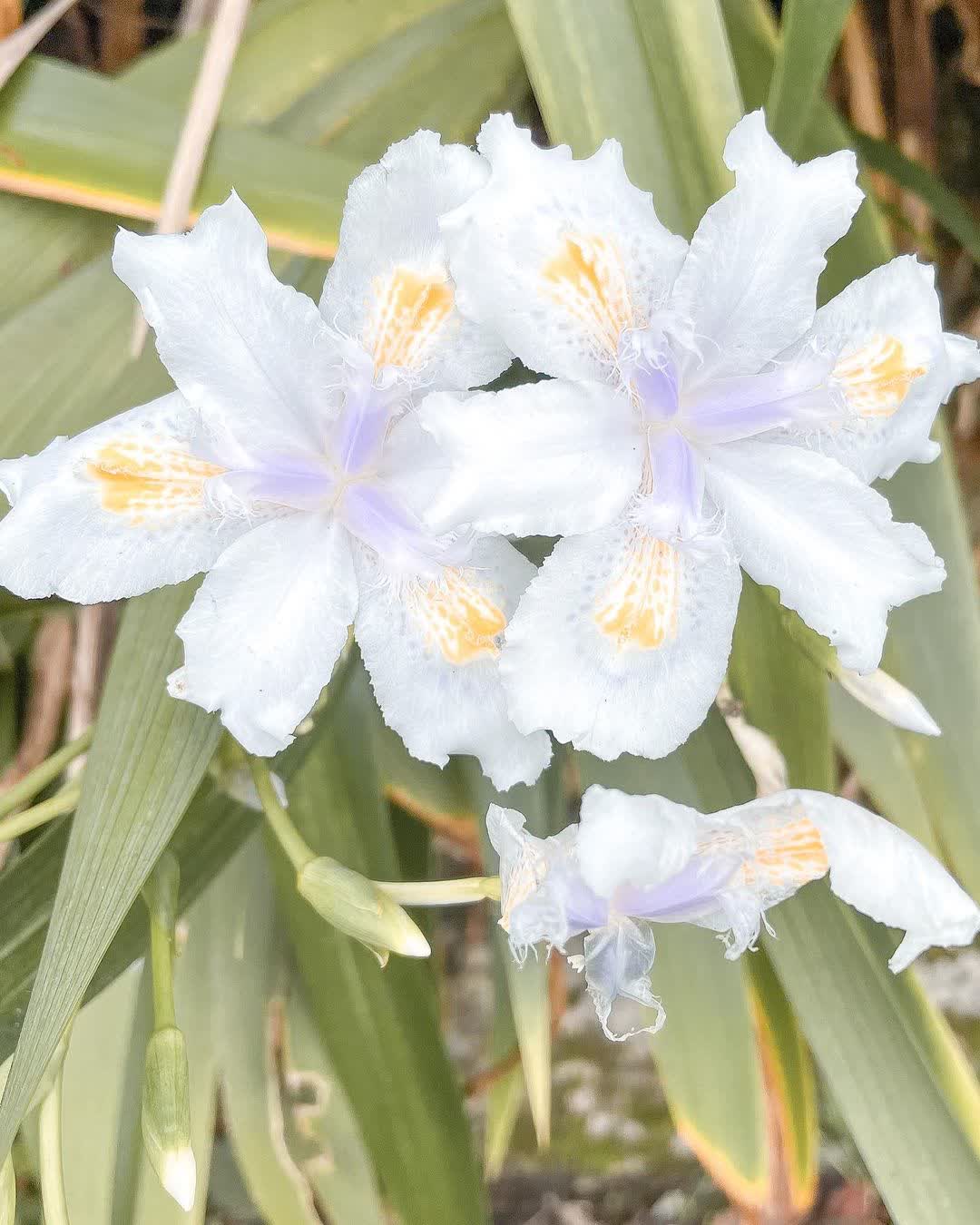 司馬庫斯 | 去趣 chicTrip