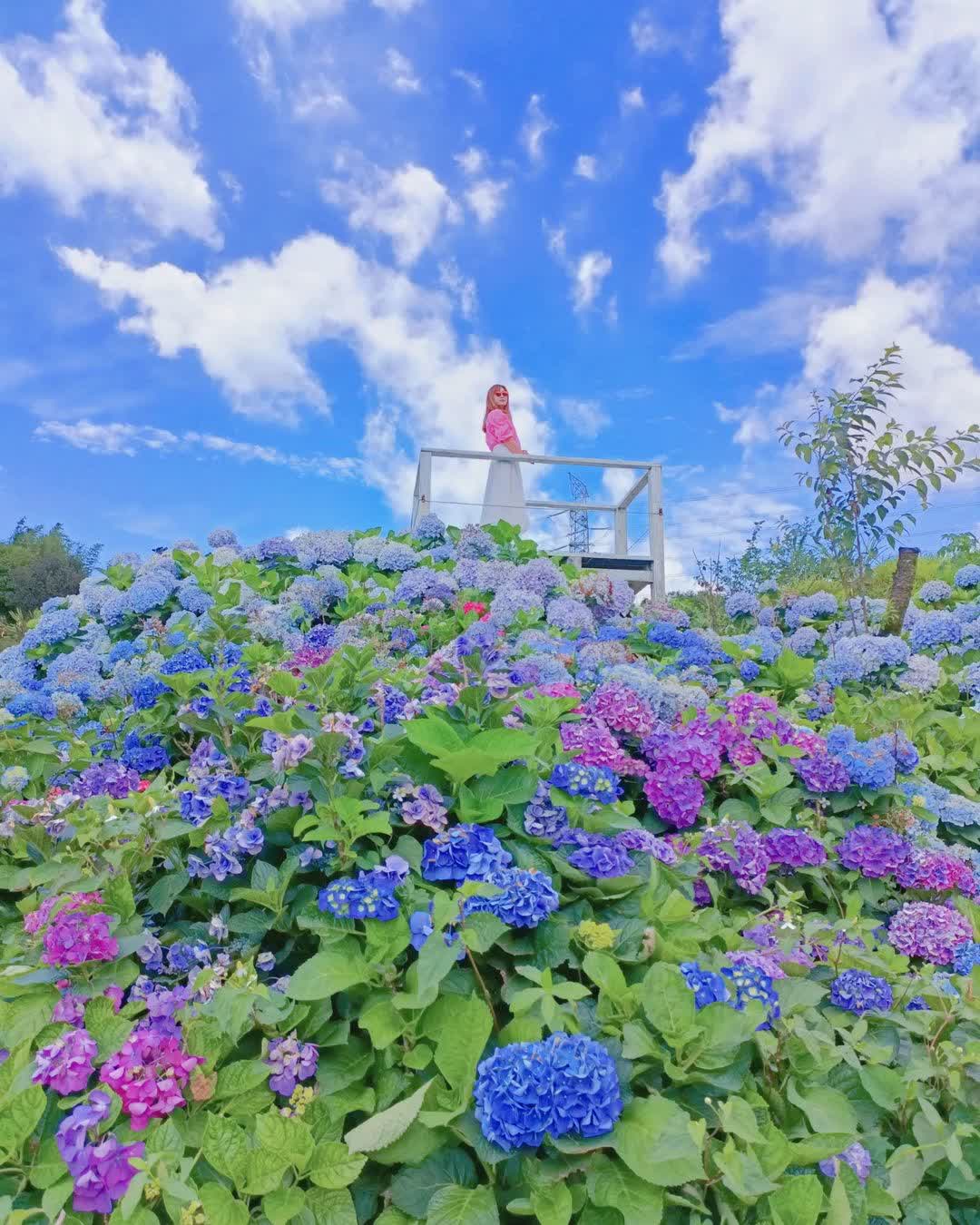 高家繡球花田-萬里第三園區2025年預計4月底開始至7月底 | 去趣 chicTrip